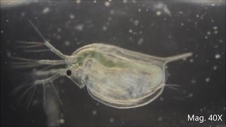 Daphnia magna under the Microscope [upl. by Nadroj]