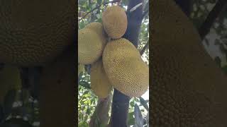 Jackfruit Artocarpus Heterophyllus [upl. by Atsirk]