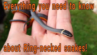 Everything you need to know about Ringnecked snakes Diadophis punctuatus [upl. by Linis]