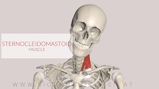 Sternocleidomastoid Muscle 3D Animation [upl. by Etyak]