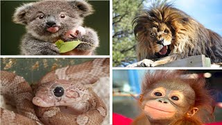 Animals With Down Syndrome [upl. by Eneri]