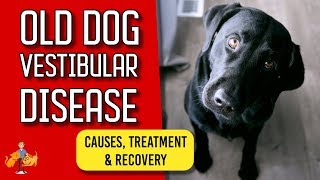 Old Dog Vestibular Disease signs treatment and recovery [upl. by Fancy]