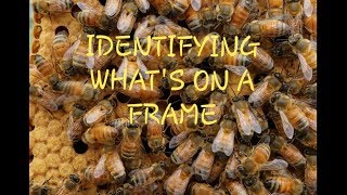 Honeycomb Identification How To Read Frames For New Beekeepers [upl. by Cila]