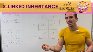 Xlinked Inheritance and Punnett Squares [upl. by Joleen]