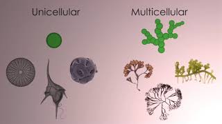 ALFF1 What are algae [upl. by Analahs]