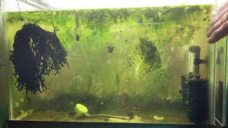 Scuds Daphnia Cherry Shrimp Copepods My aquatic food culture [upl. by Igenia88]