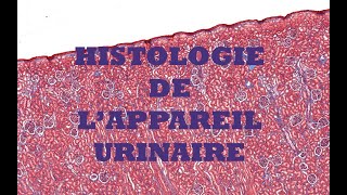 Histologie du système urinaire [upl. by Belak]