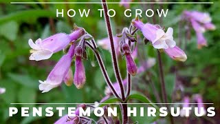 Penstemon Hirsutus  How to Grow Hairy Beardtongue [upl. by Azilem740]