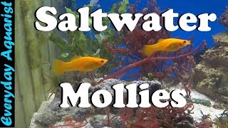 Adding Mollies to Saltwater Reef Aquarium [upl. by Auqenahc]