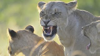 Wildlife  Lion Pride Wild Documentary 2020 Nat Geo HD 1080p [upl. by Boyce]