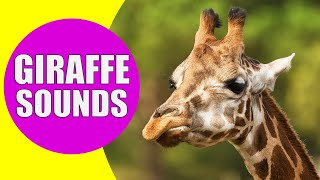 GIRAFFE SOUNDS  Learn Animals with Kiddopedia Shorts [upl. by Natanoj]