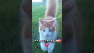 mi gatito 💔 [upl. by Anatole]