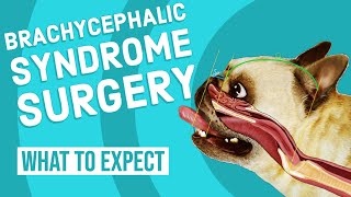 Brachycephalic Syndrome Surgery  What to Expect [upl. by Ijic]