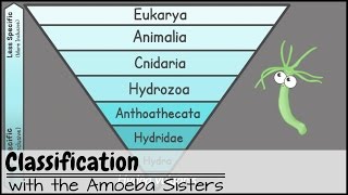 Classification [upl. by Abbi]