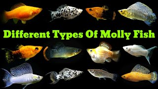 Top 14 Types Of Molly Fish [upl. by Mairb]