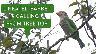 Lineated Barbet call [upl. by Aihsatan477]