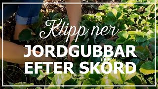 Klipp ner jordgubbar efter skörd [upl. by Corrina]