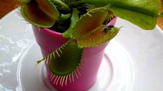 Ma Plante carnivore La dionée Dionaea muscipula [upl. by Kawasaki]