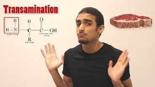 Overview on Amino acid metabolism شرح بالعربي لمصير الأمينو أسيد [upl. by Ishmul]