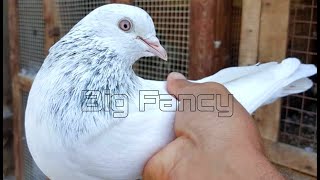 top 10 high flying pigeons  Best high flying pigeons eyes [upl. by Manara]