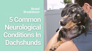 5 Neurological Conditions in Dachshunds [upl. by Pogue]