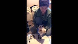 ModifiedMadigan Squeeze Procedure for Neonatal Maladjustment Syndrome in Goat Kids [upl. by Nyladnek685]