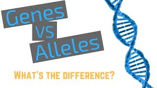 Genes vs Alleles [upl. by Blackington]