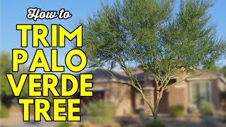 How to Trim a Palo Verde Tree [upl. by Akineg]