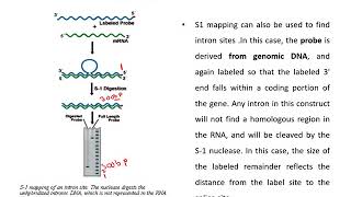 S1 nuclease Mapping [upl. by Piegari585]