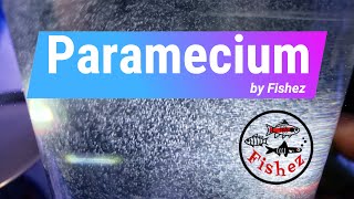 How to easily culture paramecia as a small live food for feeding to tropical fish fry [upl. by Marty]