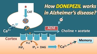 How Donepezil works in Alzheimers disease  Mechanism and side effects [upl. by Buehrer]