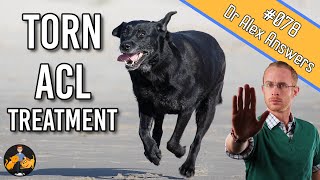 The Best Torn Dog ACL Treatment  Surgery or Home Management  Dog Care Vet Advice [upl. by Ennoitna148]