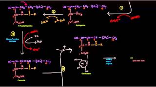 Sphingolipid Synthesis [upl. by Chaworth]