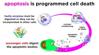 Apoptosis Programmed Cell Death [upl. by Cirted]