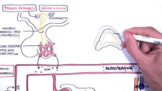 Hormones in body fluid homestasis ADHvasopressin Aldosterone and Natriuretic peptides [upl. by Jody698]