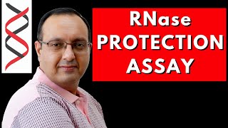 RNase Protection Assay  Transcriptome Analysis [upl. by Haggar982]