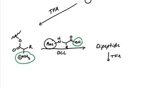 Introduction to Solid Phase Peptide Synthesis [upl. by Llenahs]