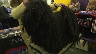 Meet the Puli aka Mop Dog [upl. by Ynahteb]