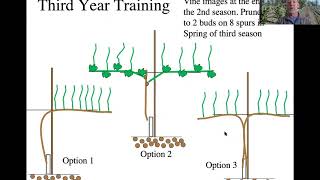 Early Training of Vines [upl. by Yousuf564]