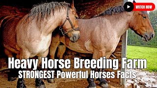 Heavy Horse Breeding Farm  STRONGEST Powerful Horses Facts [upl. by Emiatej143]