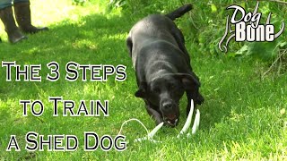 Training a Shed Hunting Dog In 3 Simple Steps [upl. by Aikem]