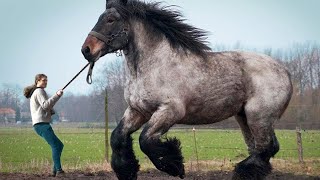 12 LARGEST Horse Breeds In The World [upl. by Blythe]