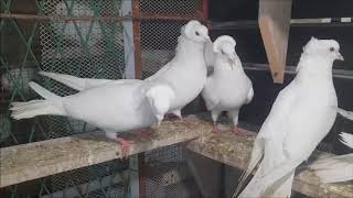 Serbian Highflyer Pigeons White  blancs 2020 [upl. by Gimpel]