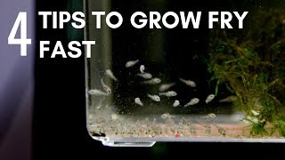 4 Tips to Make Fry Grow Faster Develop to Full Potential [upl. by Yebloc]