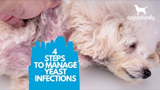 4 Simple Steps to Manage Yeast Infections in Dogs [upl. by Ellary]