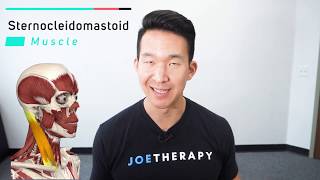 Sternocleidomastoid  Muscle Anatomy  Joetherapy [upl. by Rahcir]