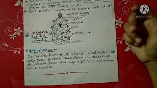 Larval forms of Echinodermata notes  Bsc [upl. by Zubkoff364]