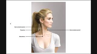 Sternocleidomastoid SCM  Structure Origin Insertion amp More [upl. by Shirl]