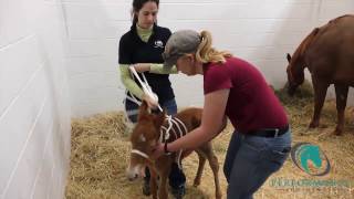 Madigan Squeeze on Paso Fino Foal [upl. by Waltner]