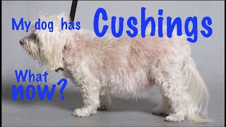 Cushings disease in dogs [upl. by Eninej422]